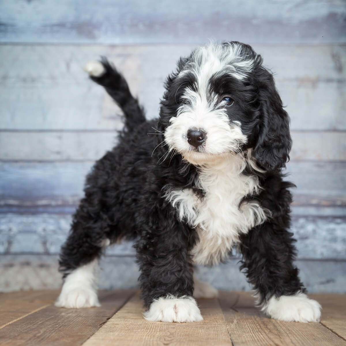 Bernedoodle how much