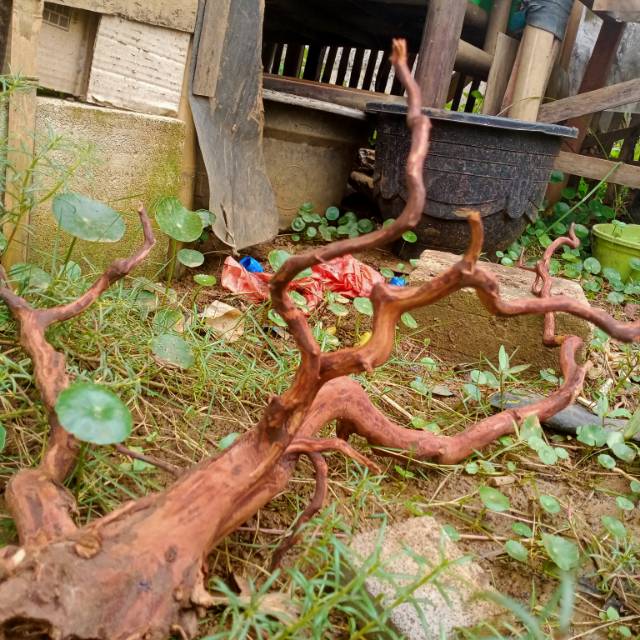 Akar Pohon Rasamala | Shopee Indonesia