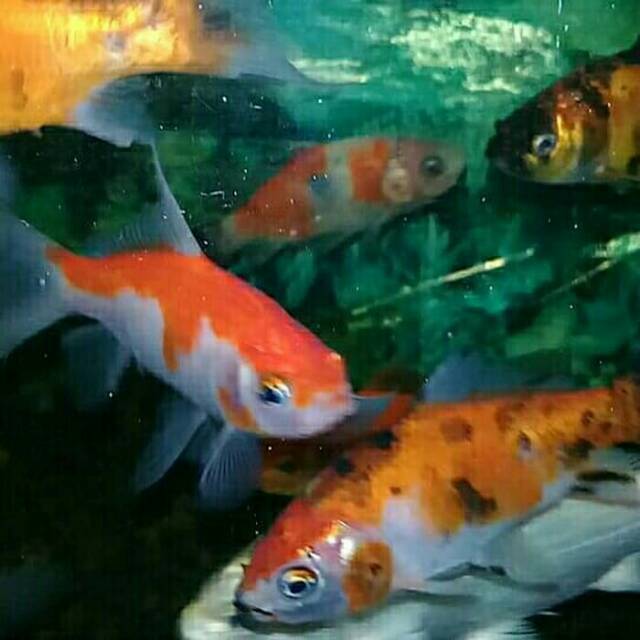 Ikan mas jenis komet ekor panjang/kumpay.. | Shopee Indonesia