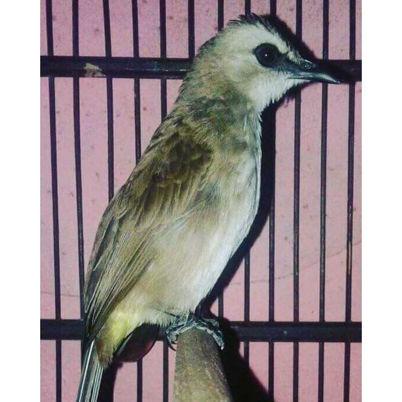 Jual Burung Trucukan Salamropelmania Indonesia|Shopee Indonesia 800_X_800_jpg