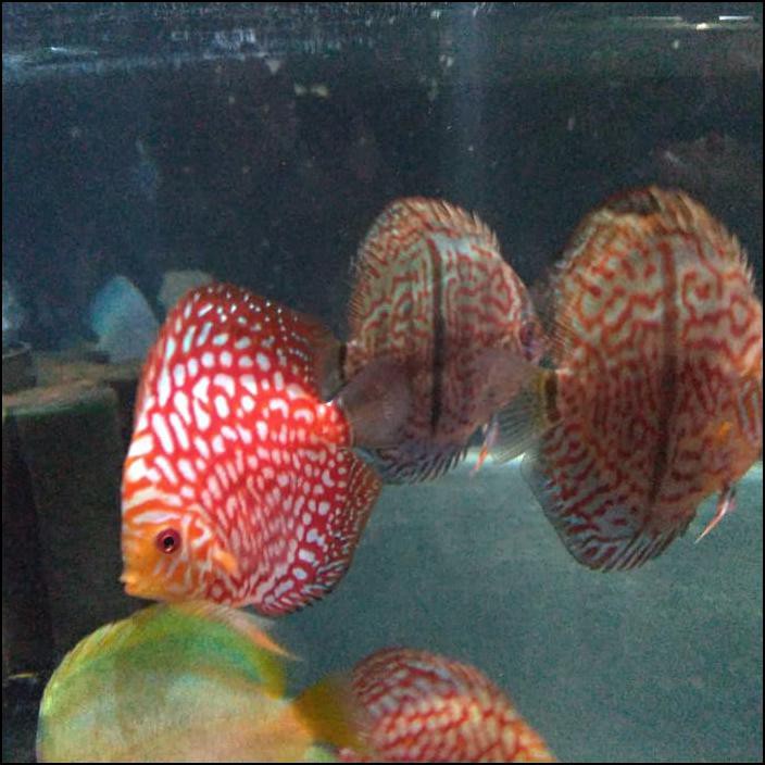 Jual Spesial Promo - Ikan Discus 3&quot; Kualitas Bagus, Semua Jenis Tersedia  Indonesia|Shopee Indonesia