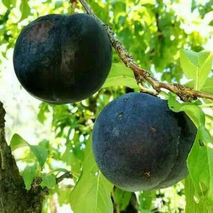 i3r Bibit tanaman buah plum aussie ungu cr34t!f | Shopee Indonesia