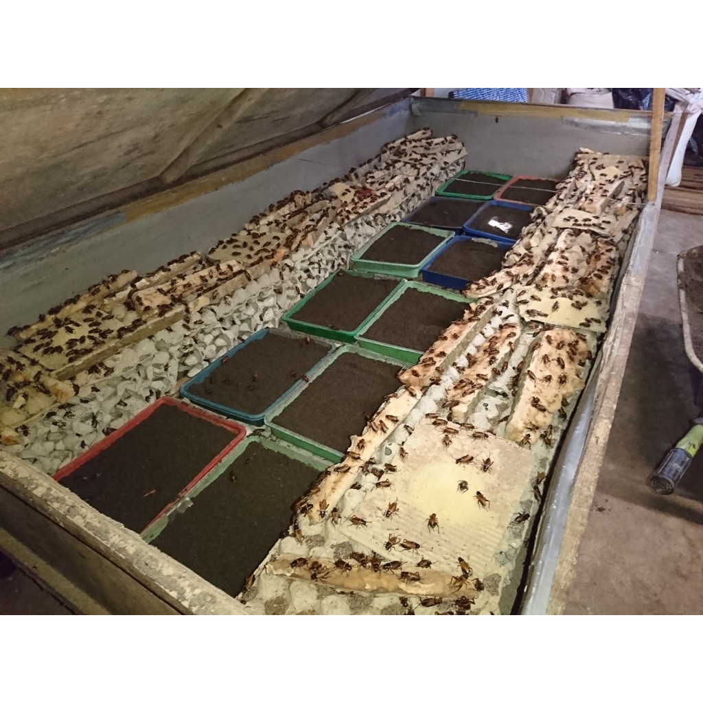 jual Bibit Jangkrik Alam Untuk Ternak Jangkrik | Shopee Indonesia