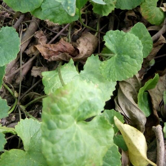 Daun Tapak kuda / Daun Pegagan 50gr | Shopee Indonesia