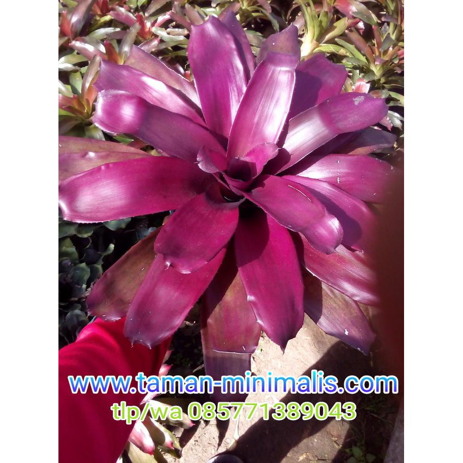 Harga Promo!! Bromelia purple star tanaman hias | Shopee Indonesia