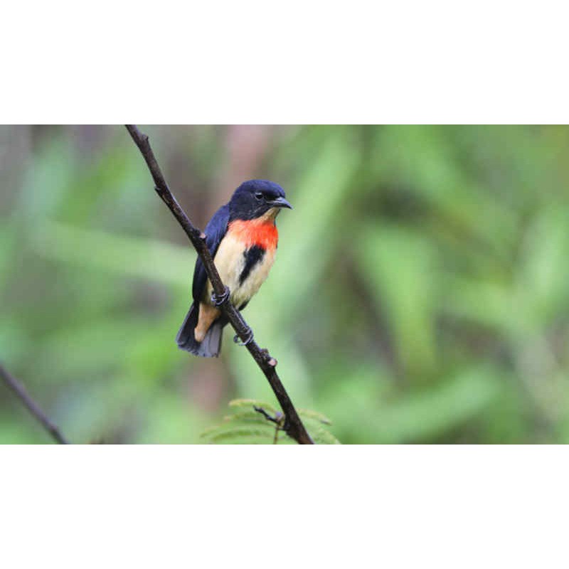 Burung Kemade Cabe Cabean | Shopee Indonesia