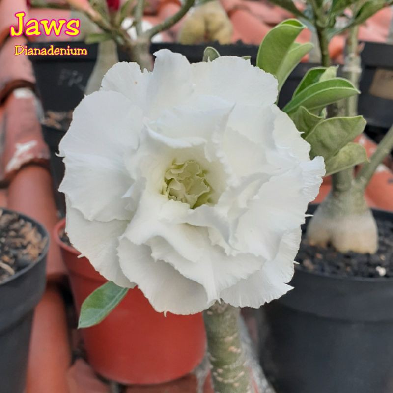 Jual Adenium Jaws Indonesia|Shopee Indonesia
