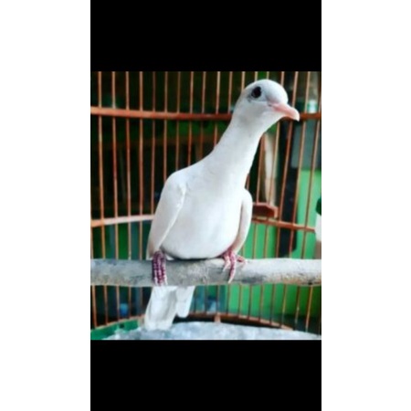 Jual Burung Perkutut Putih Mata Merah Jantan/Betina Ready Indonesia|Shopee Indonesia 450_X_450_jpg
