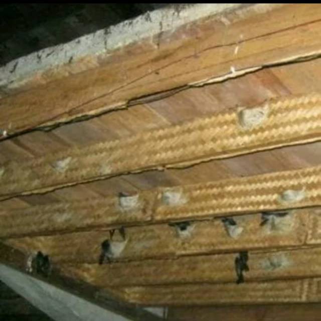 Jual Besek sirip walet ukuran 100 x 18 cm isi 6 pcs pengganti sirip kayu  dengan aroma perangsang walet Indonesia|Shopee Indonesia