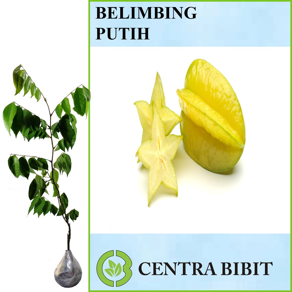 Tanaman Buah Belimbing Putih (Tinggi 30-60cm) | Shopee Indonesia