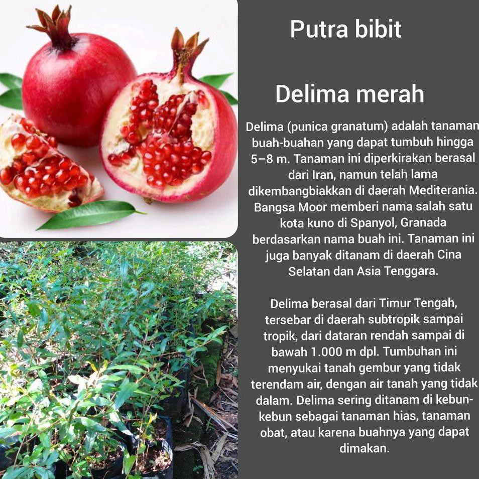benih bibit buah Dm1 Bibit Pohon Delima Merah Tanaman Buah Favorite Manis  Asam Freong kw+ | Shopee Indonesia