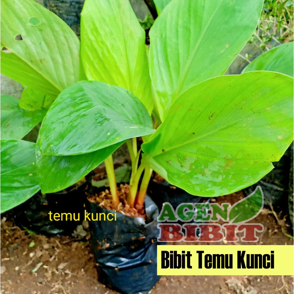 Bibit Tanaman Temu Kunci - Pohon Akar Temu Kunci Herbal | Shopee Indonesia