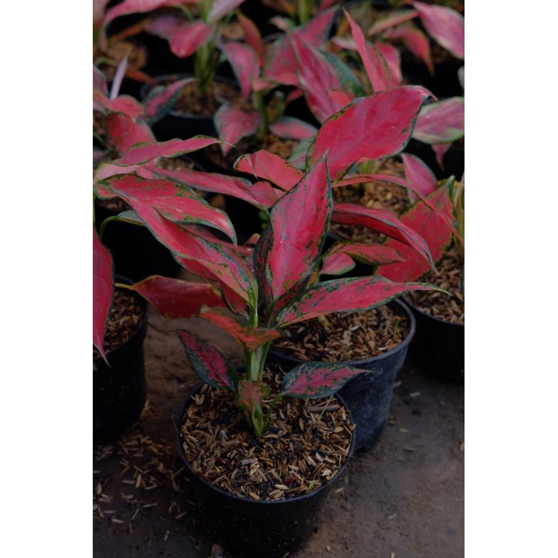 Jual PUSAT AGLONEMA MURAH BERKUALITAS | AGLONEMA RUBY GARUDA  Indonesia|Shopee Indonesia