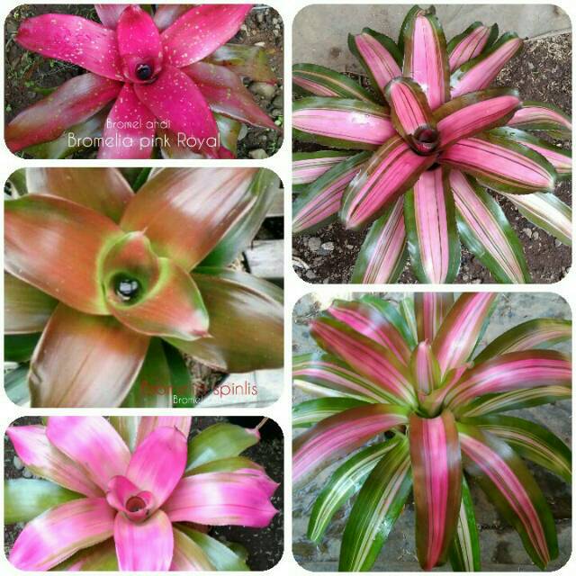 Paket tanaman hias 10 jenis tanaman | Shopee Indonesia