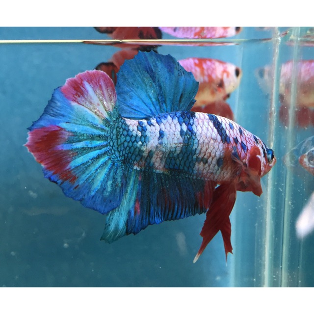 Jual Ikan cupang koi galaxi Indonesia|Shopee Indonesia