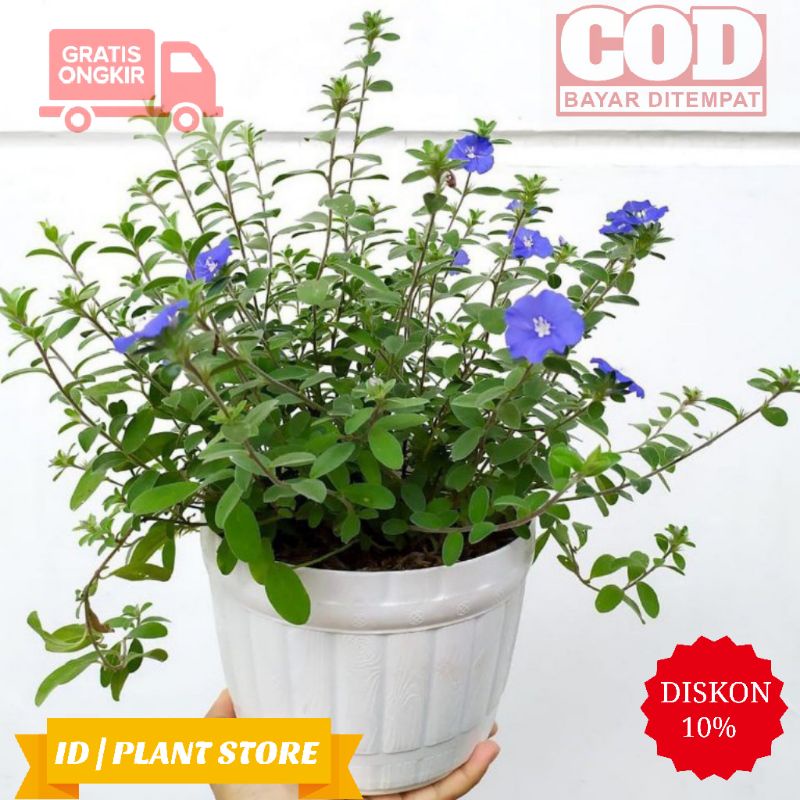 Jual Tanaman hias bunga biru blue eye-baby blue eyes-bunga hidup  murah-tanaman hidup-bunga gantung hidup Indonesia|Shopee Indonesia