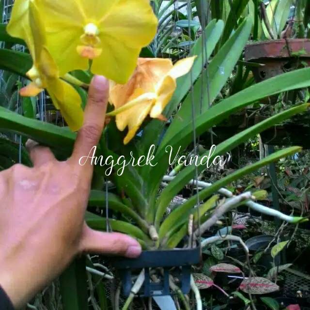 Anggrek vanda dewasa bunga besar remaja | Shopee Indonesia