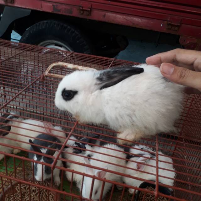 Kelinci lucu surabaya | Shopee Indonesia