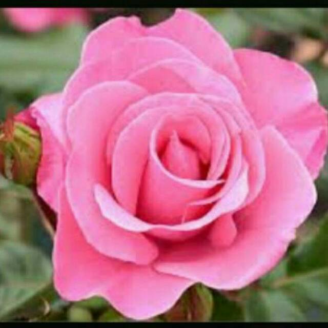 Bibit Bunga Mawar Pink (pink rose) | Shopee Indonesia