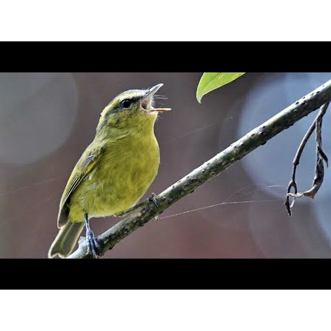 Jual Burung Cikrak Daun Atau Mozambik Lokal Atau Tralis Indonesia|Shopee Indonesia 480_X_480_jpg