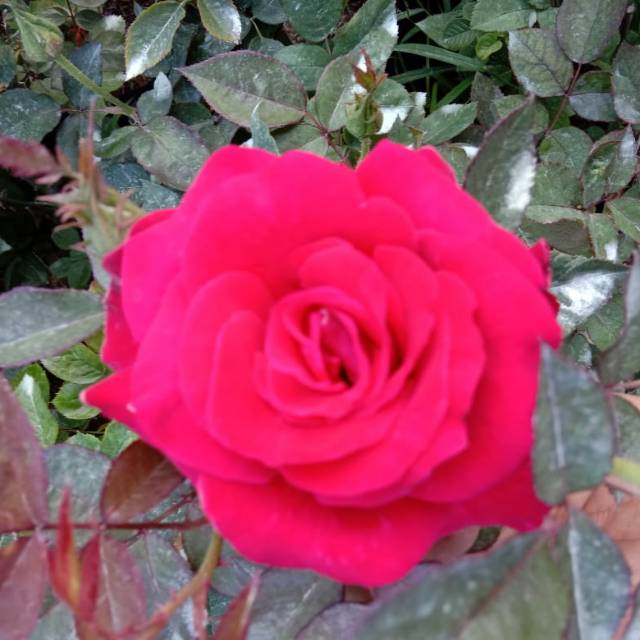 Bunga mawar ( pink fanta) | Shopee Indonesia