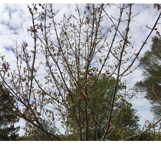 6.6 FLASH SALE RACUN POHON GARLON 100ML 670EC 100 ML BASMI TANAMAN LIAR  GULMA KAYU RUMPUT HERBISIDA | Shopee Indonesia