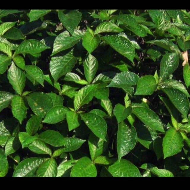 Bibit Tanaman Keji Beling Pecah Beling | Shopee Indonesia