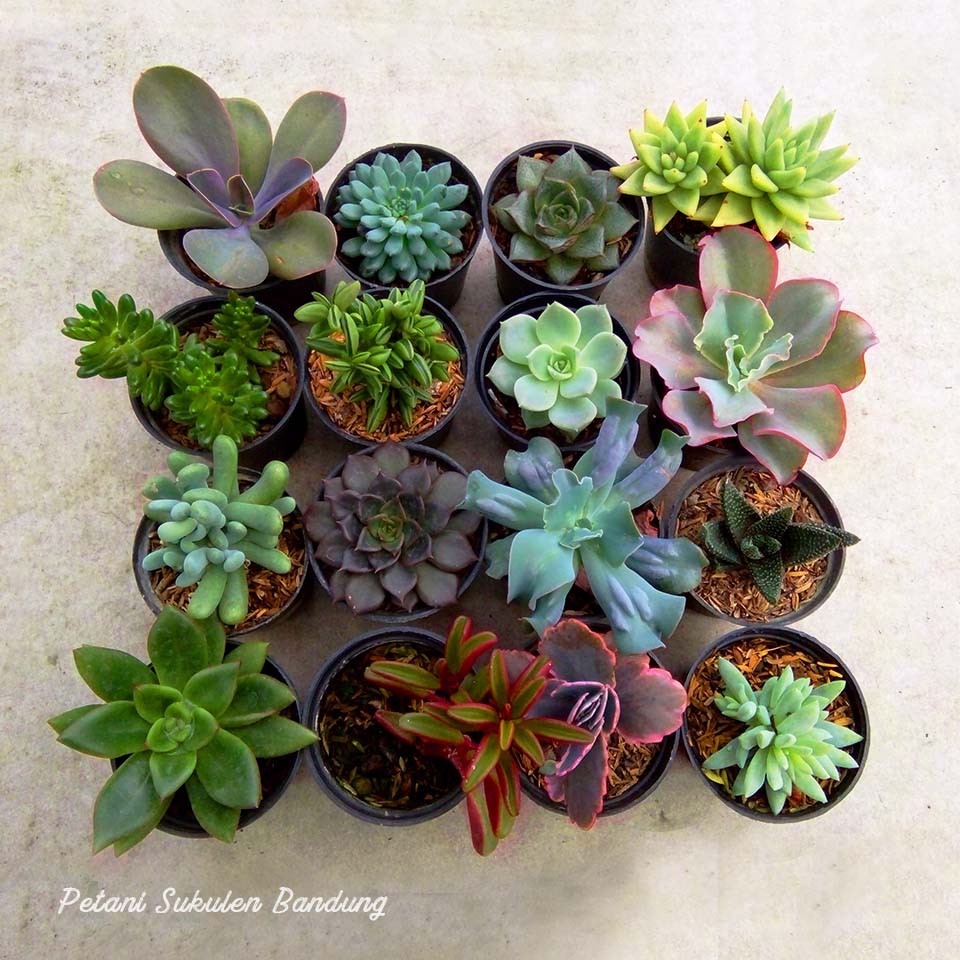 Sukulen KAKTUS PAKET sekulen JUMBO Bonus POT hitam &amp; *media tanaman hias  hidup bkn artificial | Shopee Indonesia