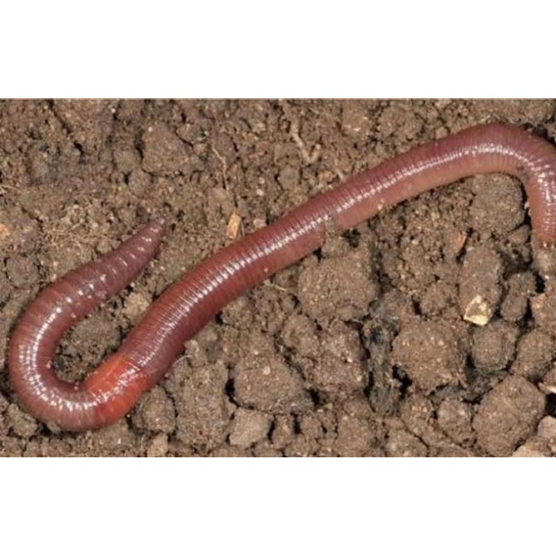 cacing tanah / cacing kalung / obat tifus / UMPAN PANCING per biji | Shopee  Indonesia