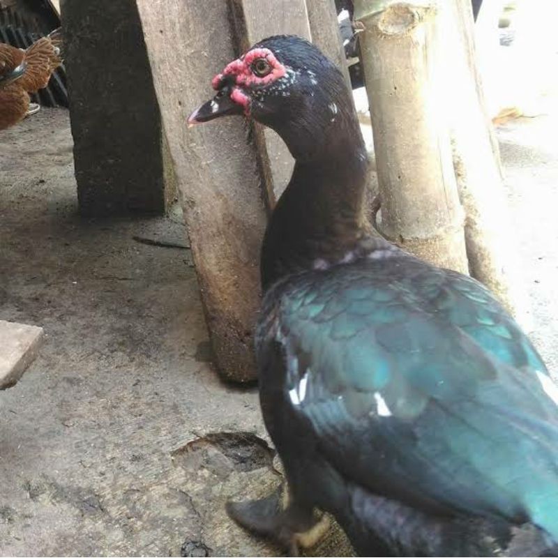 Dagin entok /daging mentok segar | Shopee Indonesia