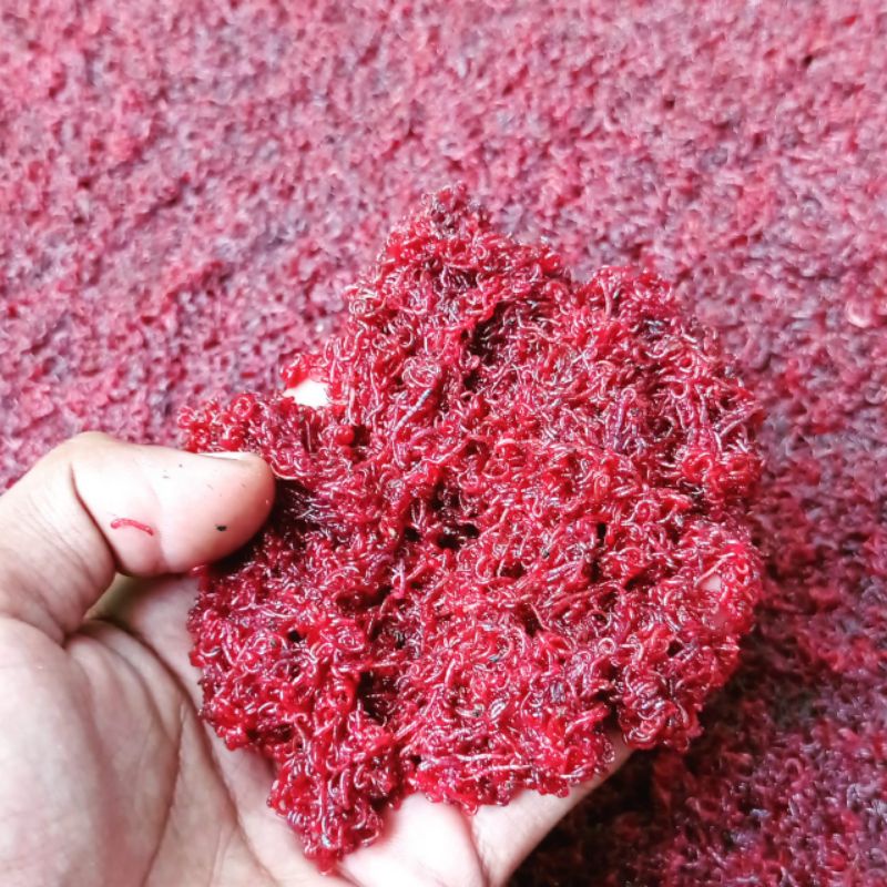 Jual cacing darah hidup 1 gelas aqua Indonesia|Shopee Indonesia