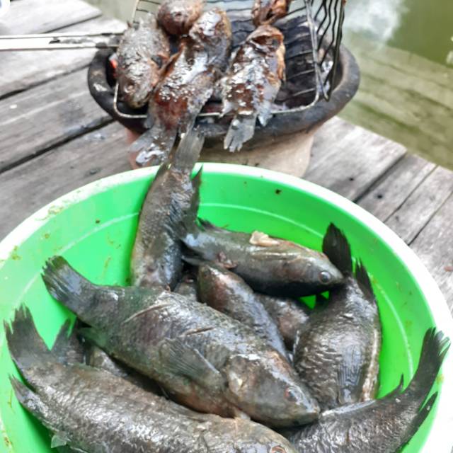 Iwak papuyu baubar khas banjar, raja nyaman, raja nikamat | Shopee Indonesia