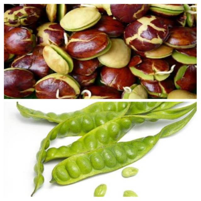 Pete 1 Papan, Jengkol 250 gram | Shopee Indonesia