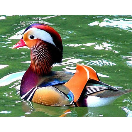 Ayam Bebek Mandarin | Shopee Indonesia