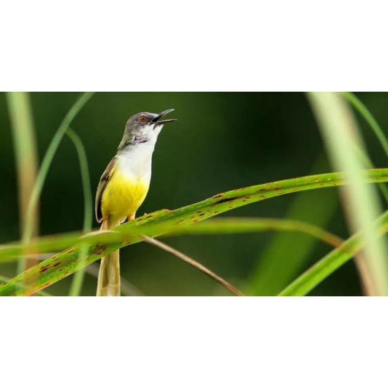 Jual Burung Ciblek Tebu Indonesia|Shopee Indonesia 800_X_800_jpg