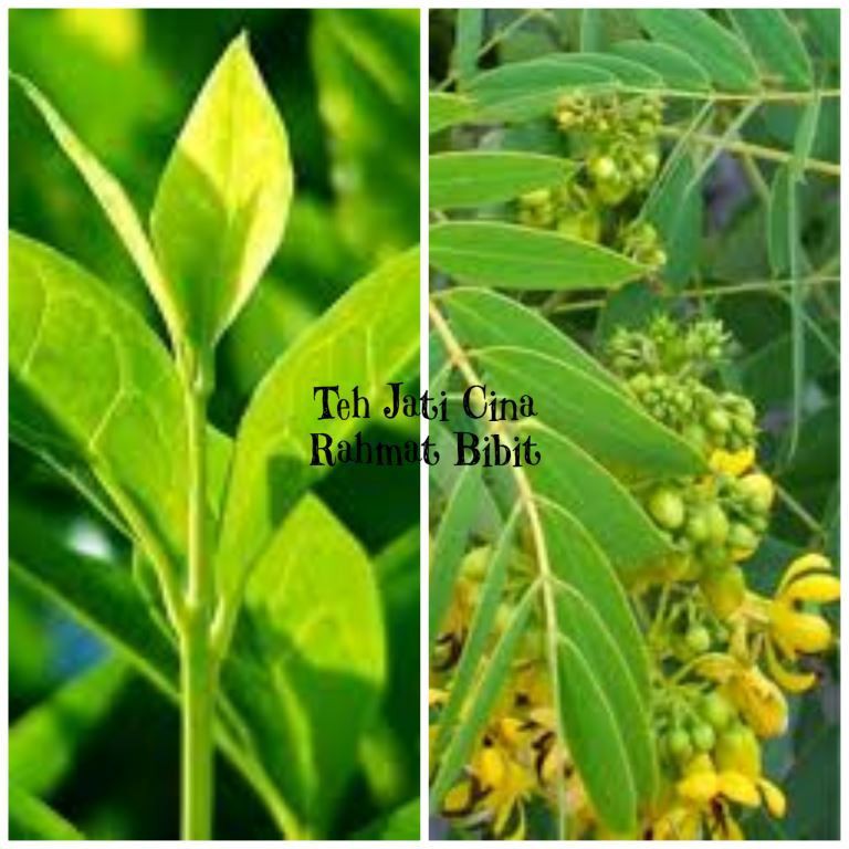 Paling Baru Gambar Daun Jati Cina - Victoria Melani Blog 768_X_768_jpg