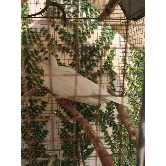 Harga Burung Tekukur Jantan Terbaru Januari 2022 | Biggo Indonesia 682_X_682_jpg