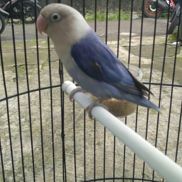 Jual [Perawatan Burung] Love Bird Jenis Violet Baby Umur 3-4 Bulan Indonesia|Shopee Indonesia 700_X_700_jpg
