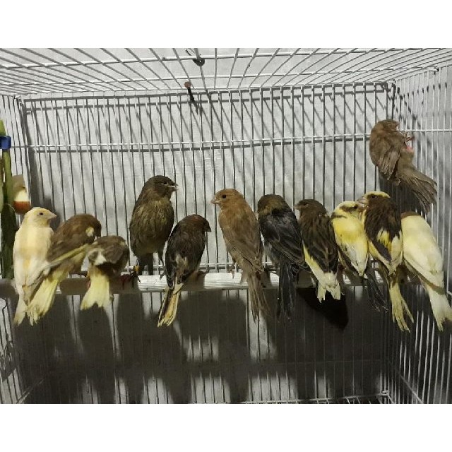 Jual Jual Burung Kenari Bon Sepasang Jantan Betina Indonesia|Shopee Indonesia 640_X_640_jpg