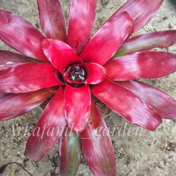 Produk Baru Satu Paket Isi 3 Tanaman Hias Bromelia&hellip; &hellip; | Shopee Indonesia
