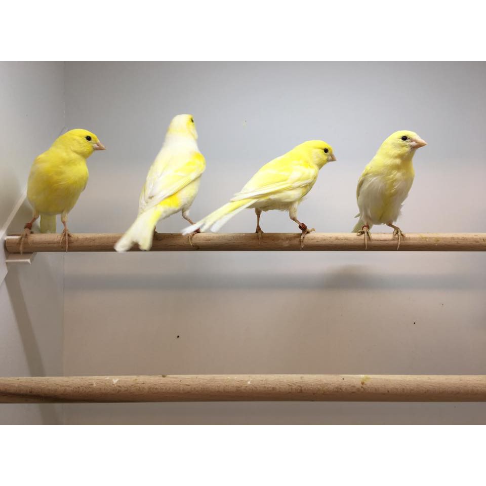 JUAL BURUNG KENARI KUNING OREN ORENS ORANGE GARANSI JANTAN SEUMUR HIDUP  BANYAK PILIHAN | Shopee Indonesia