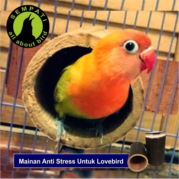 Get Burung Hantu Kolase Images | My Bird 592_X_592_jpg