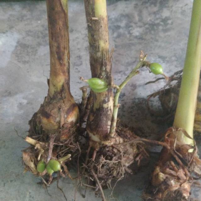 Bibit kapulaga Hijau atau kapulaga sabrang | Shopee Indonesia
