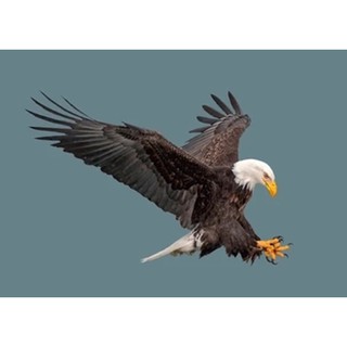 Jual Wallpaper Dinding 3D Custom Murah Berkualitas Gambar Burung Elang Indonesia|Shopee Indonesia 320_X_320_jpg
