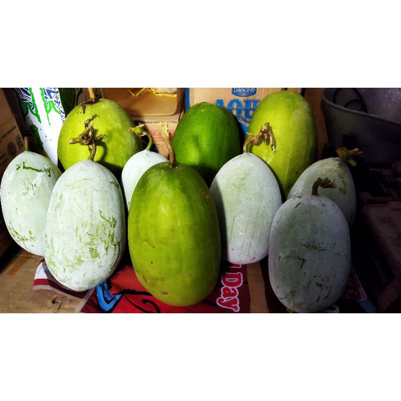 buah bligo/kundur/gundur/labu putih/winter melon fresh | Shopee Indonesia