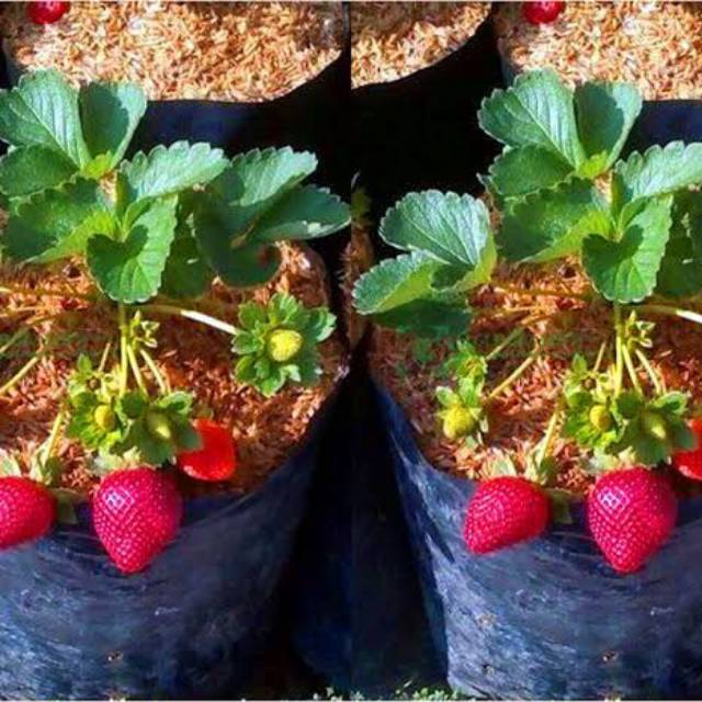 Bibit strawberry california tanaman strawberry | Shopee Indonesia