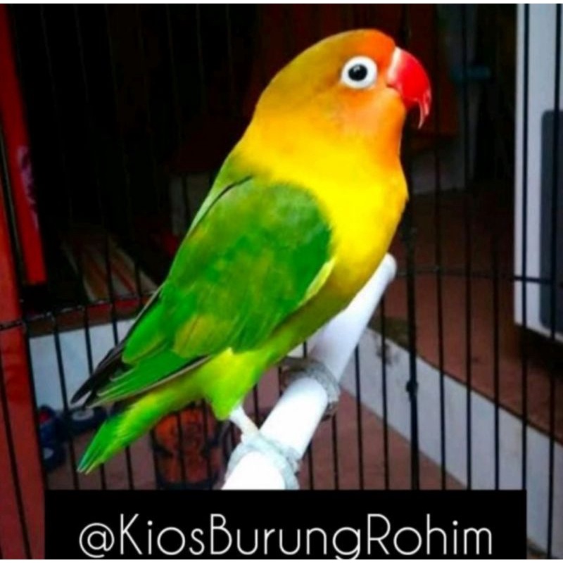 Harga Burung Lovebird Betina Gacor Terbaru Maret 2022 | Biggo Indonesia 800_x_800_jpg