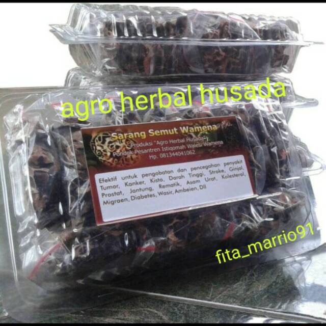 Jual Sarang Semut Papua-Wamena minimal 4 Indonesia|Shopee Indonesia