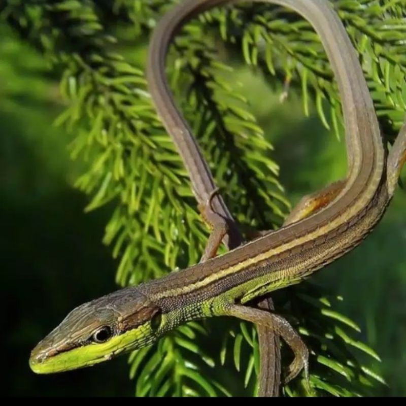 Harga Kadal Rumput Terbaru Oktober 2021 | BigGo Indonesia