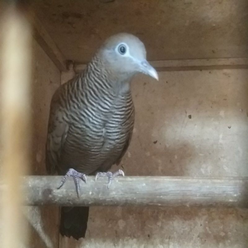 Jual Burung Perkutut Majapahit Katuranggan Indonesia|Shopee Indonesia 800_X_800_jpg